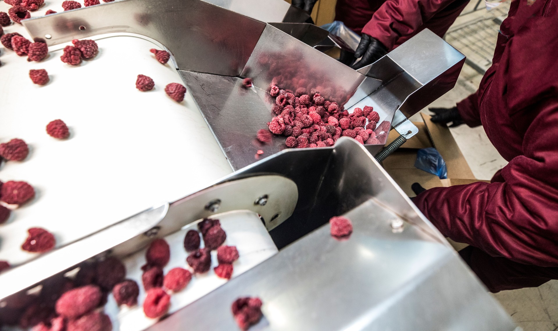 Frozen raspberry processing business